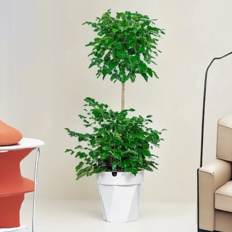 【1.2-1.4m】两层幸福树客厅盆栽大老桩单杆棒棒糖平安树室内落地绿