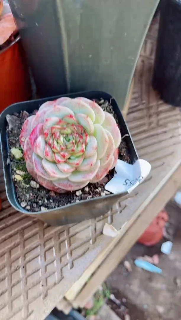 【闪购商品】23255