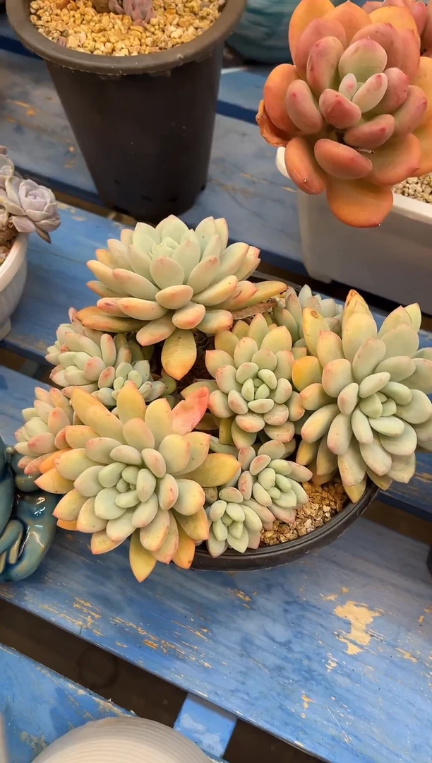 A25大号拉丝雨  满20包邮发货