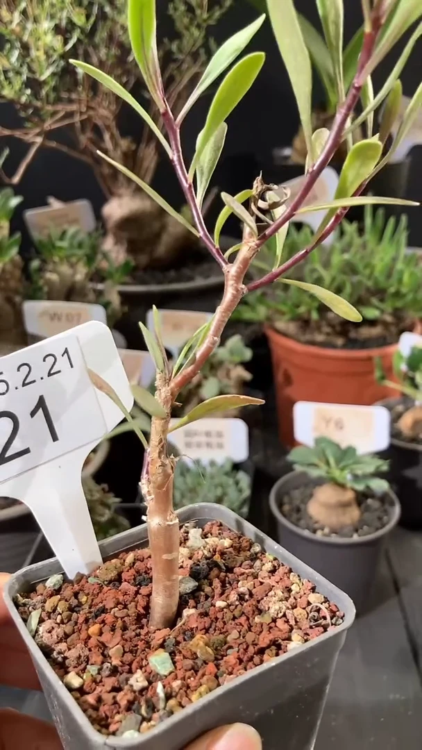 【闪购商品】罗伯塔厚墩菊2.21.21