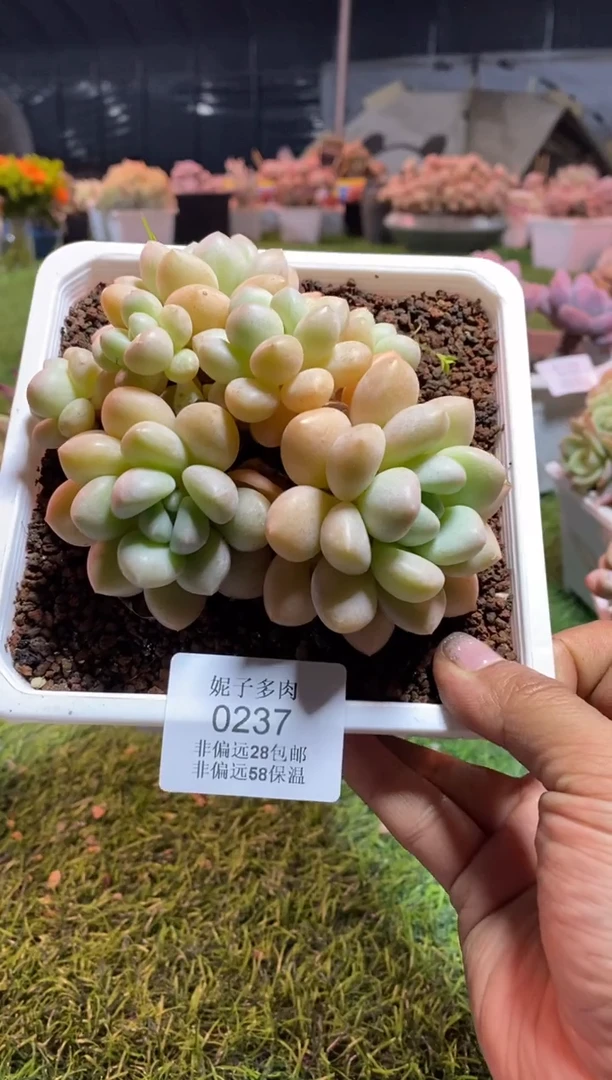 【闪购商品】0237a