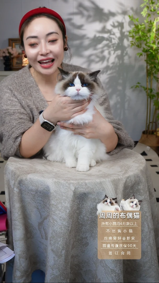 布偶猫周周家的布偶猫链接娜娜