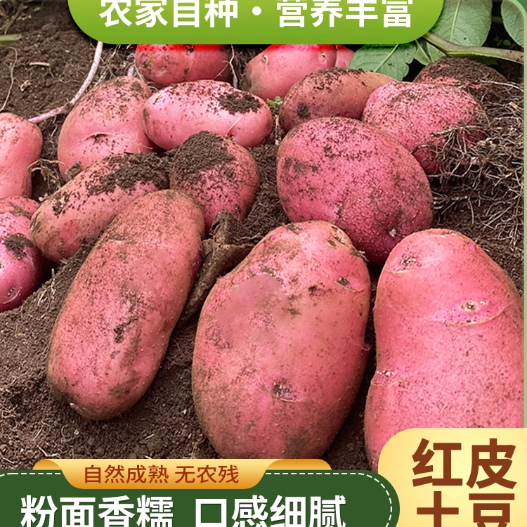 云南红皮黄心，现挖现发，产地直发。
