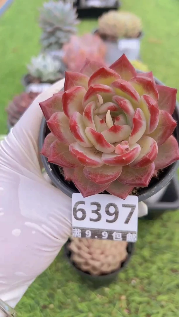 【闪购商品】信福多肉一物一拍