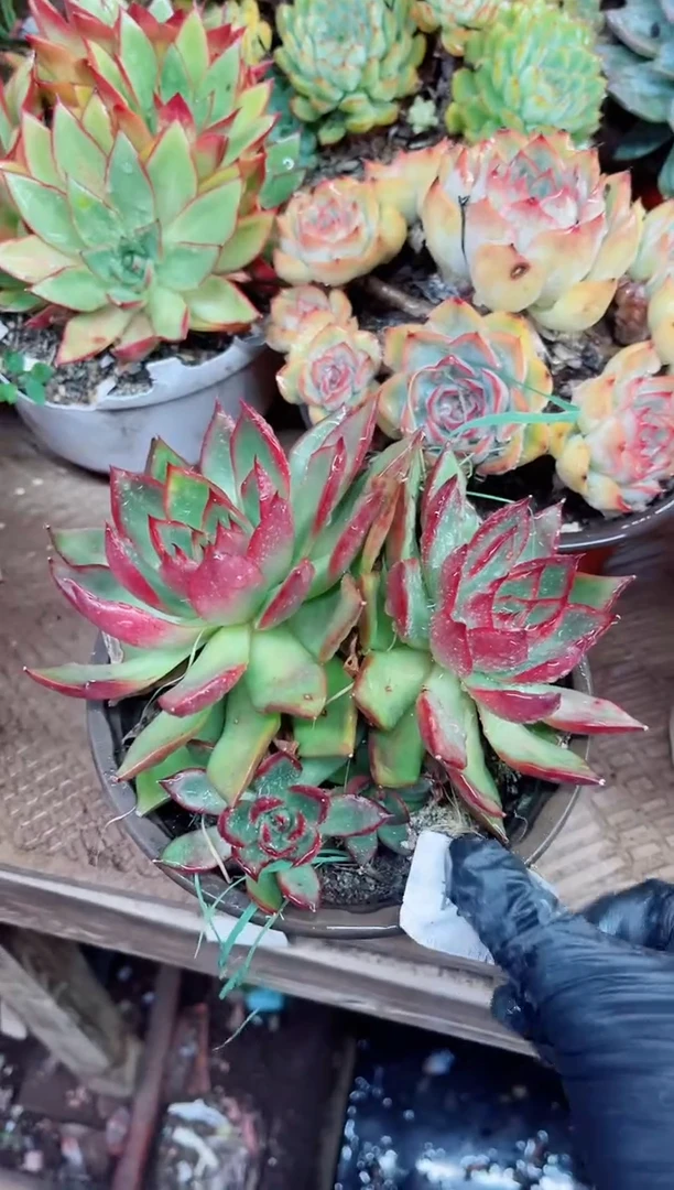 宋**…19036多肉植物一物一拍