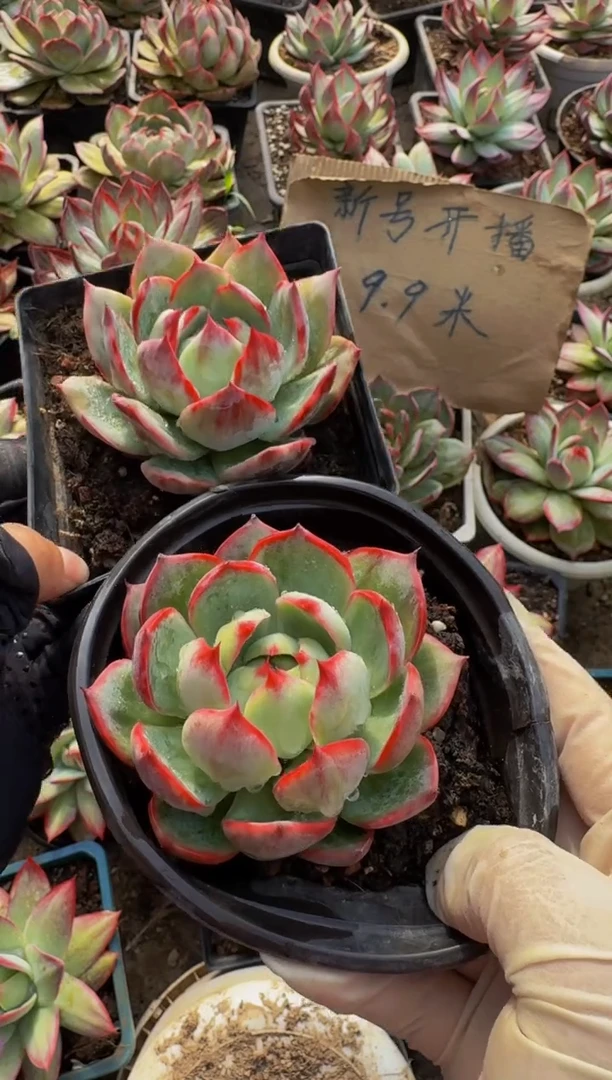 两颗惊鸿仙子量拍参考（裸根发货）