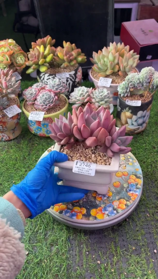 昆明印象多肉2746