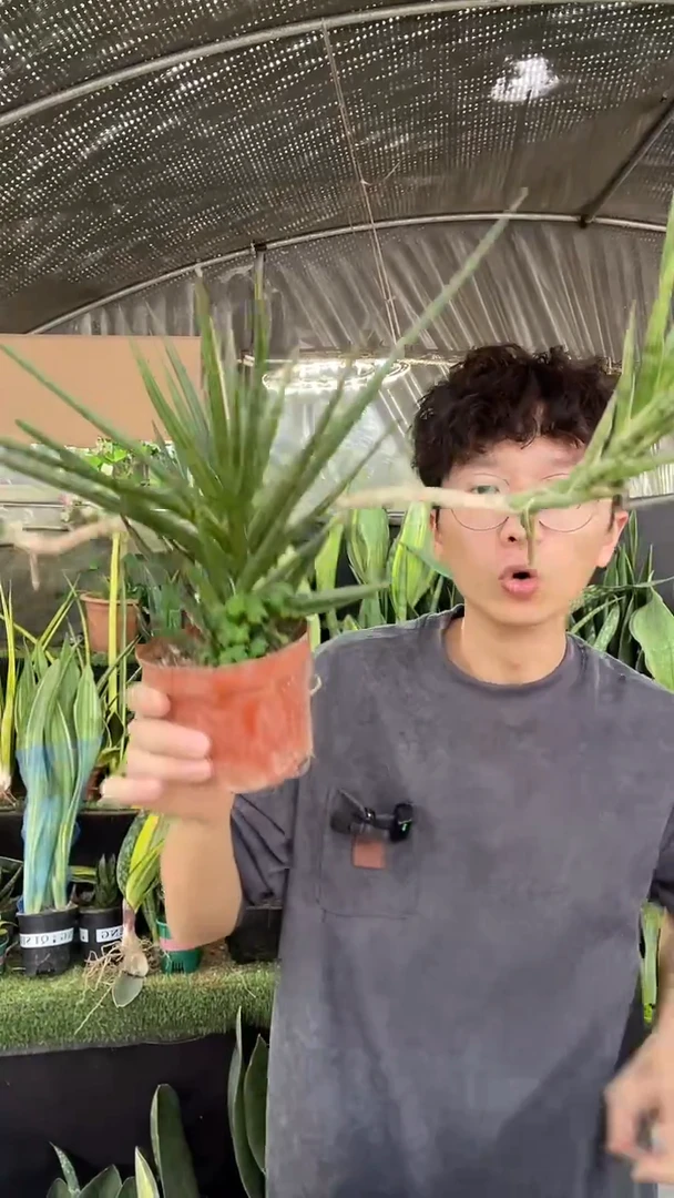 狐狸尾    脱土12.8