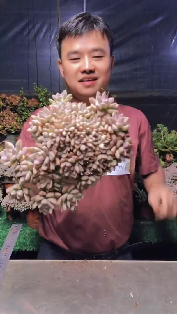 165淡雪缀化一物一拍