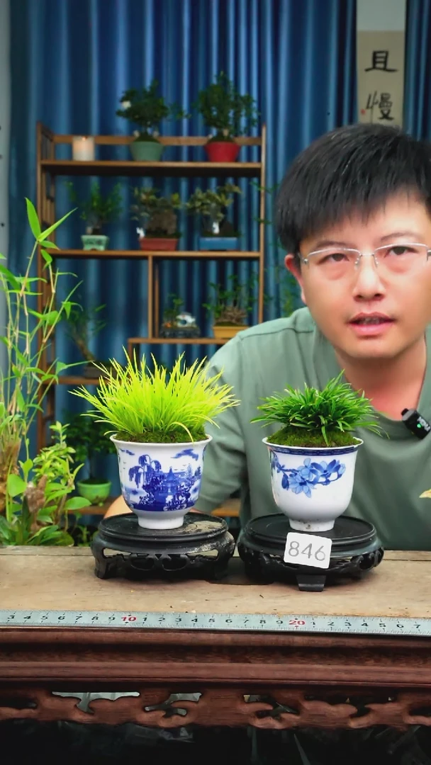 无花朵苔藓微景观846号