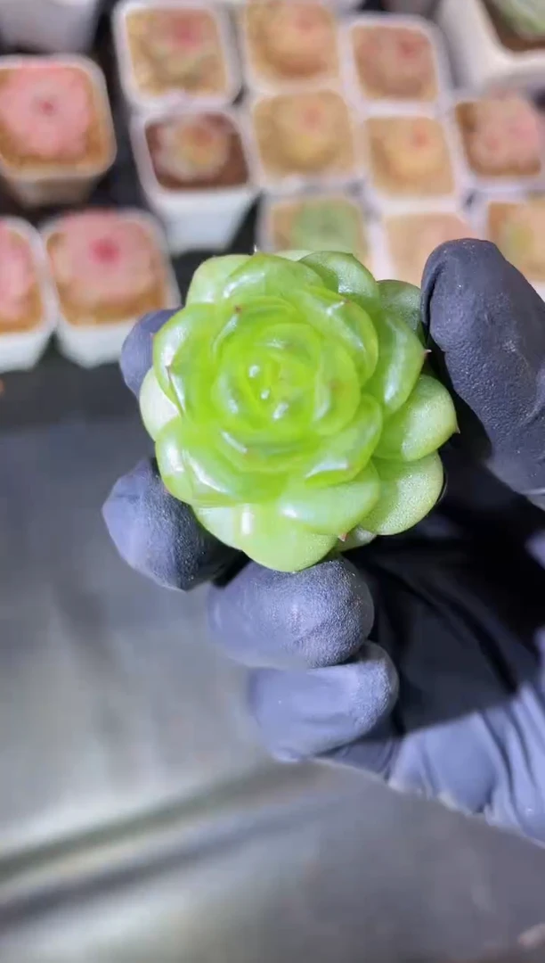 闪购1607  灯泡珍妮多肉一颗2-3厘米