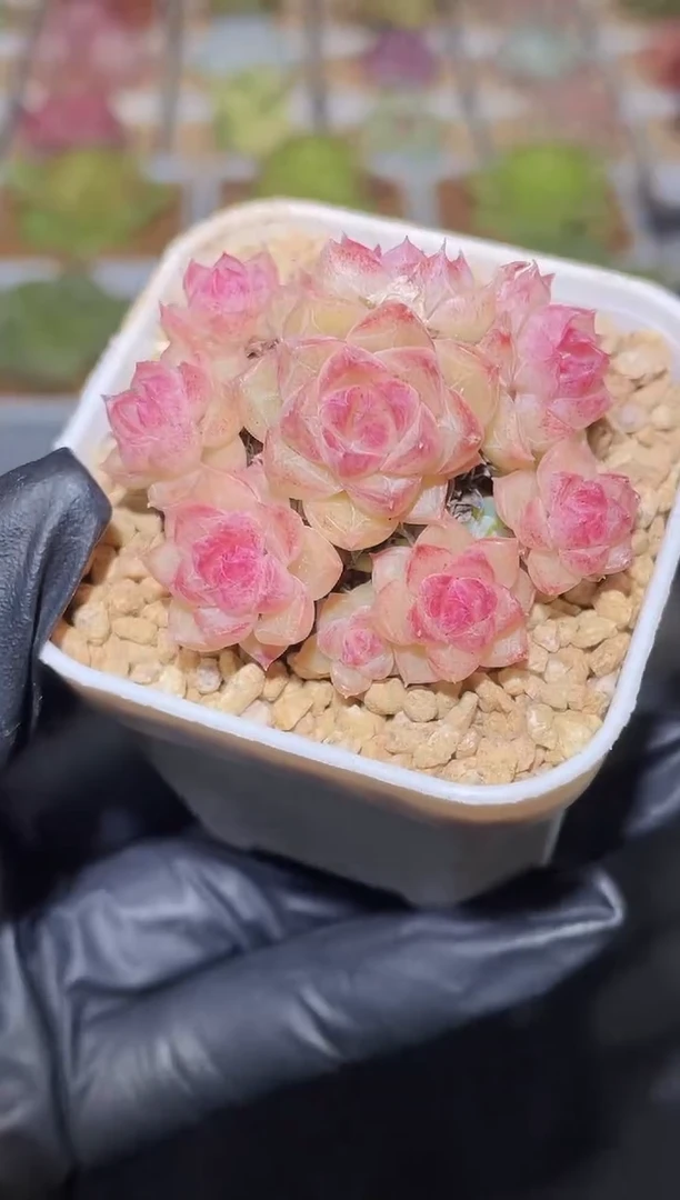 闪购2479  粉色小朵朵不包整散多肉一颗