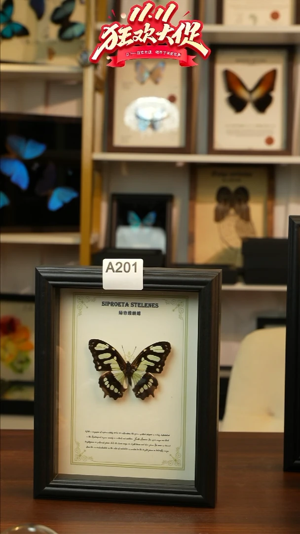 绿帘维蛱蝶真蝴蝶标本A201