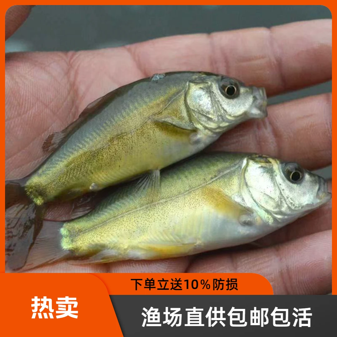 裸鲤鱼淡水养殖食用三道鳞活鱼德国镜鲤裸斑无磷无甲三道鳞鱼