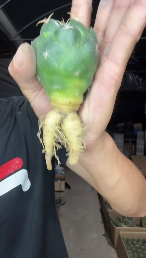 实生象牙13.99==