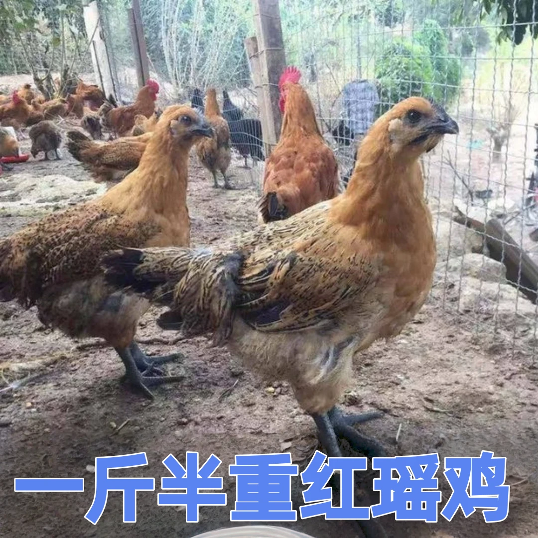 【鸡场直发】一斤半重宠物鸡红瑶鸡农家散养土鸡