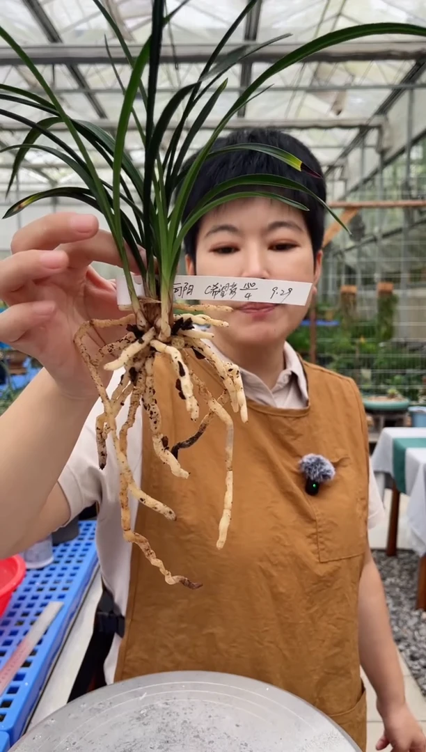 当前无花朵，栽培后可花朵向*?希望荷，，，向阳