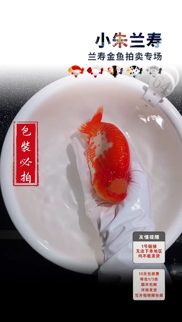 金鱼包装必拍未拍顺丰到付64号