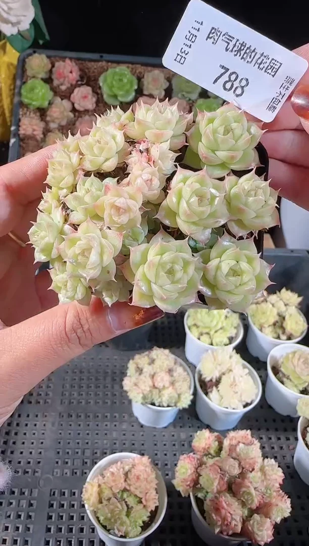 1113-788群生不包整