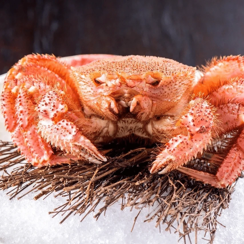 俄罗斯野生深海断氧红毛蟹