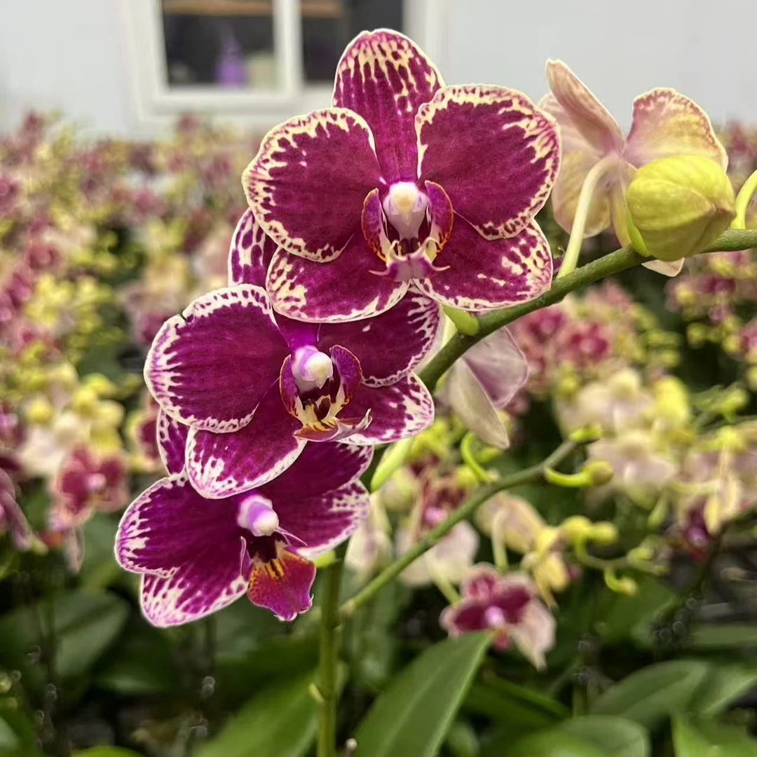 A10【可乐】高端精品蝴蝶兰室内盆栽