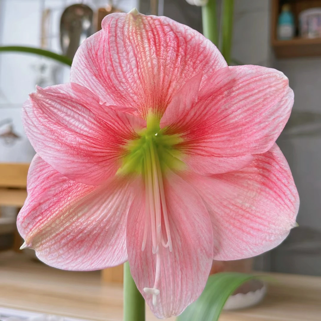 娇羞新娘朱顶红南非进口种球重瓣花卉园艺植物