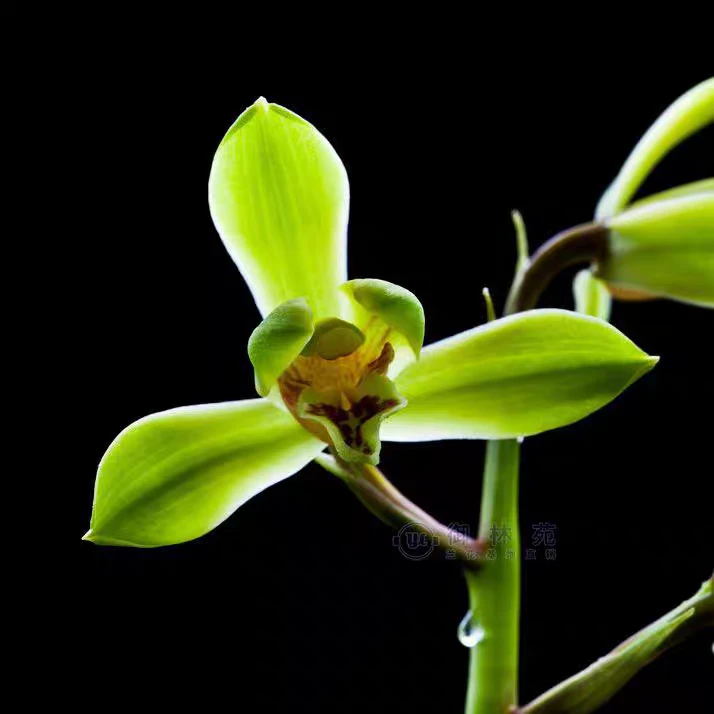 蕙兰江南新极老品浓香好养爱开花阳台绿植美家花卉办公室盆栽