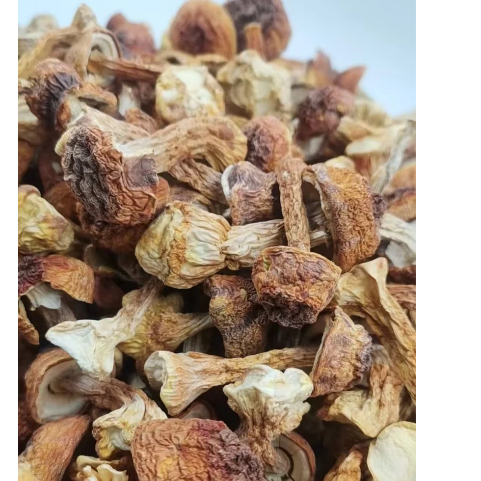 姬松茸干货新货正宗松茸菇