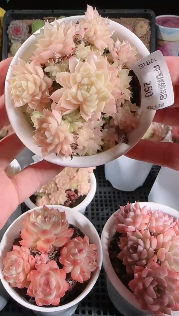 1202-250多肉群生不包整