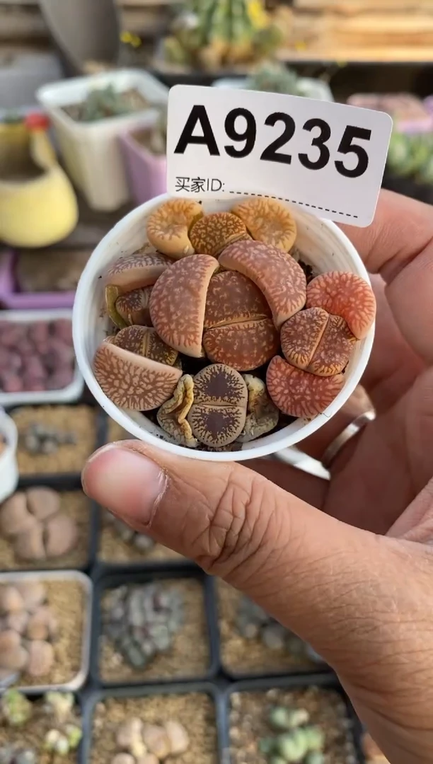 【闪购商品】9235直播一物一拍