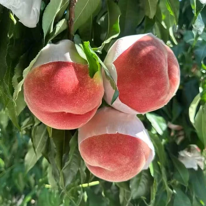 5棵高糖T014（中秋节前成熟）白肉水蜜桃落叶起苗发货