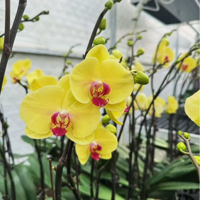 蝴蝶兰【黄金美人】3.0寸加高杯 中大花 带花带花苞