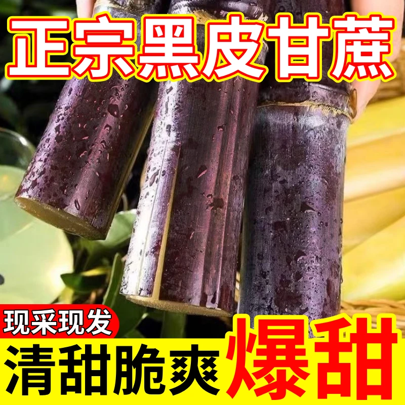 【产地直销】正宗广西黑皮甘蔗新鲜现砍中段紫皮水果脆甜甜杆多汁