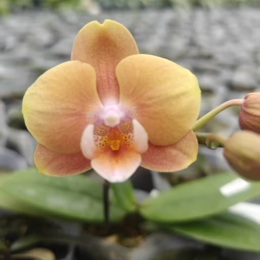 【复古瓦力05106】台湾品种蝴蝶兰 单梗小花苞