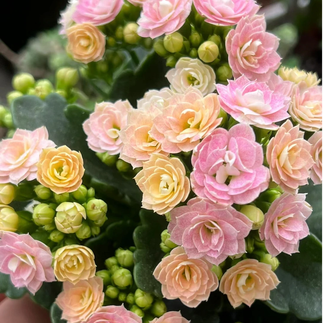 （奶油睡莲130盆）基地直发一代长寿  稀有大花品种  室内懒人花