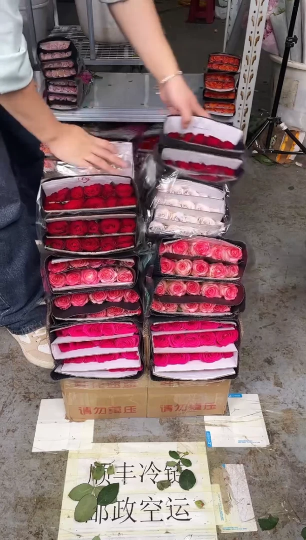 佛洛依德20枝+艾沙20枝+探险家20枝+曼塔20枝