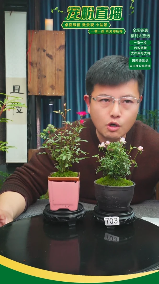 无花朵波*头苔藓微景观703号