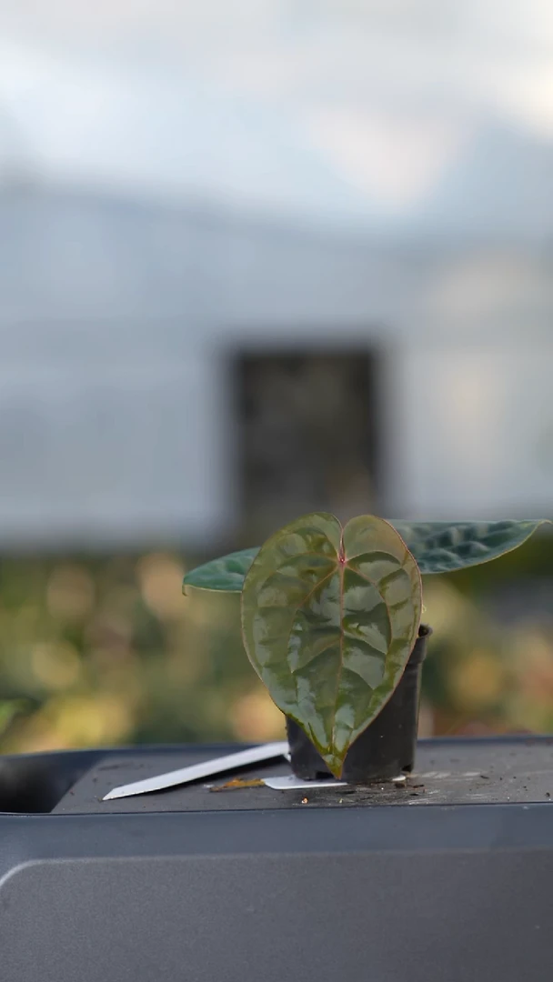 完全开放米歇尔杂奢华