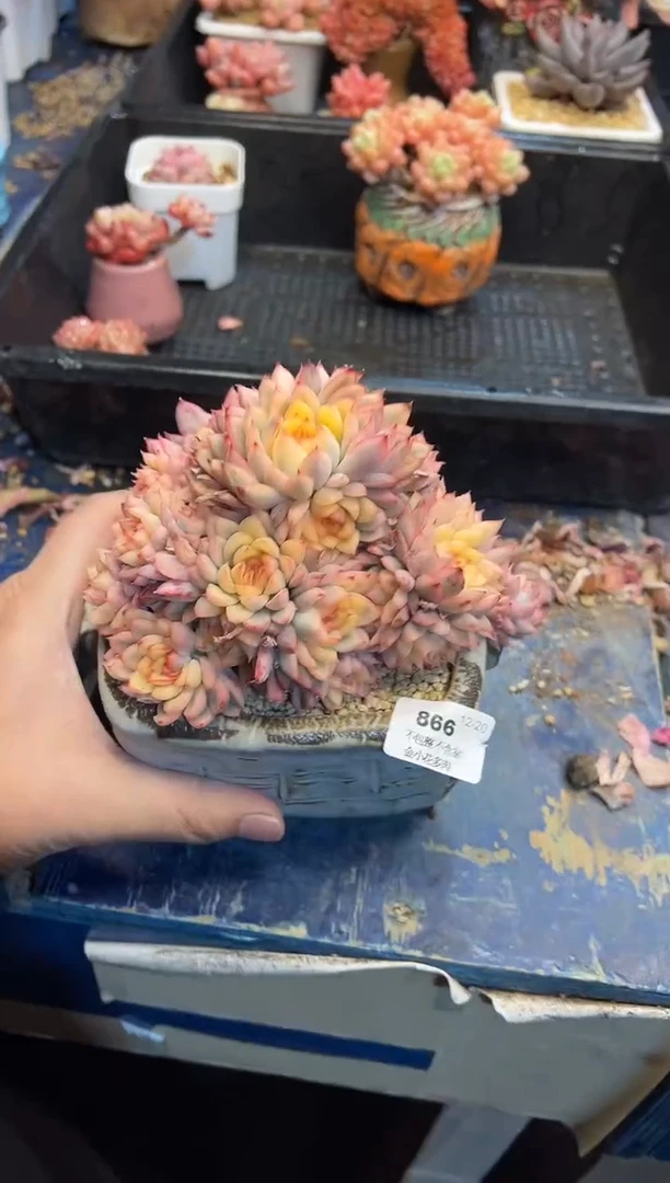 【闪购商品】866不带盆