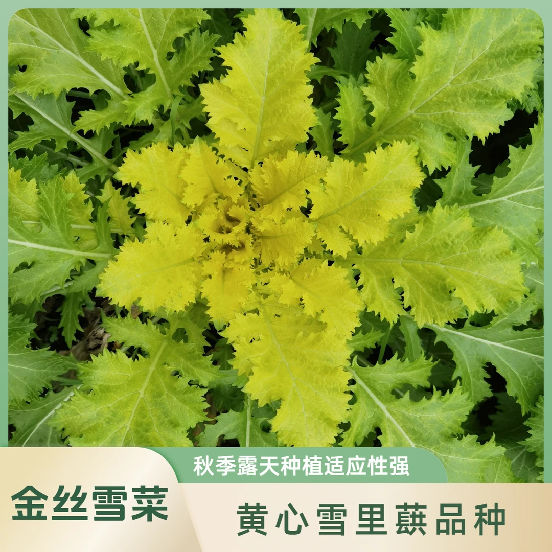 雪菜种子雪里蕻种子细叶雪里蕻黄心雪菜咸菜农家雪菜秋季露天种植