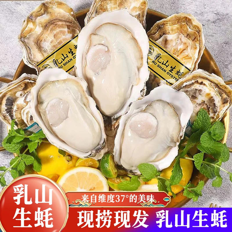 【蜀皇】乳山生蚝5/10斤  （单只重2-7两及以上）
