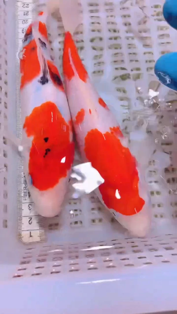 锦鲤冷水观赏鱼全场包邮90