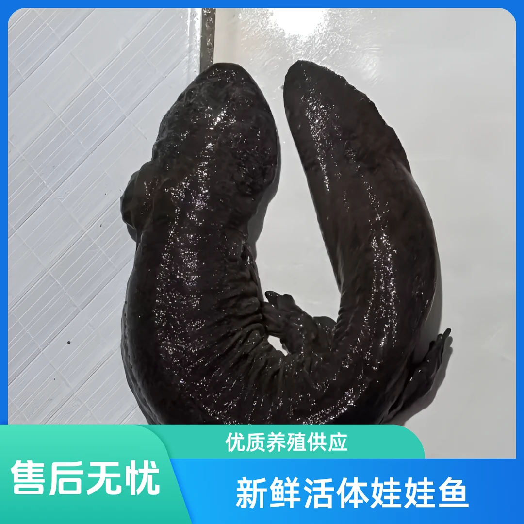 2.5-19.5斤娃娃鱼包活大鲵人工养殖食用海鲜生鲜水产顺丰包邮