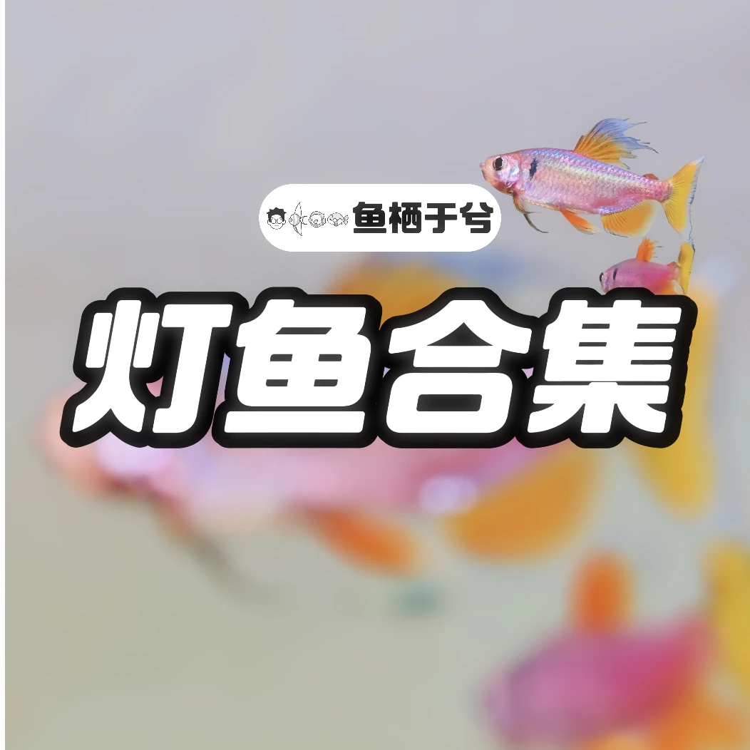 【鱼栖于兮】灯鱼合集 高端活体热带观赏鱼南美鼠鱼异形鱼