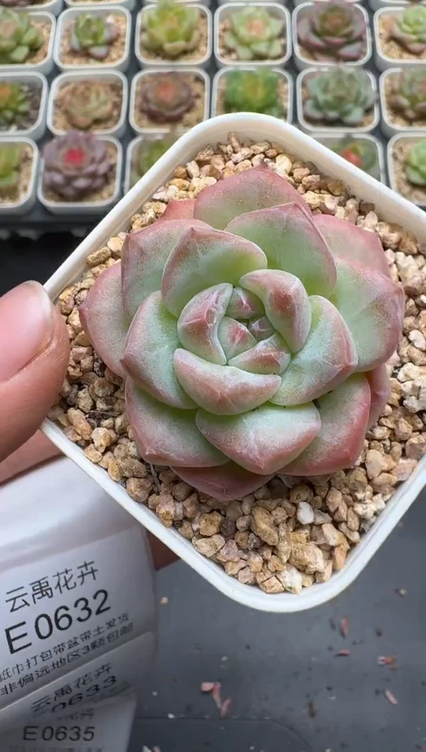 631E云禹多肉植物 带盆土纸巾打包 3颗包邮