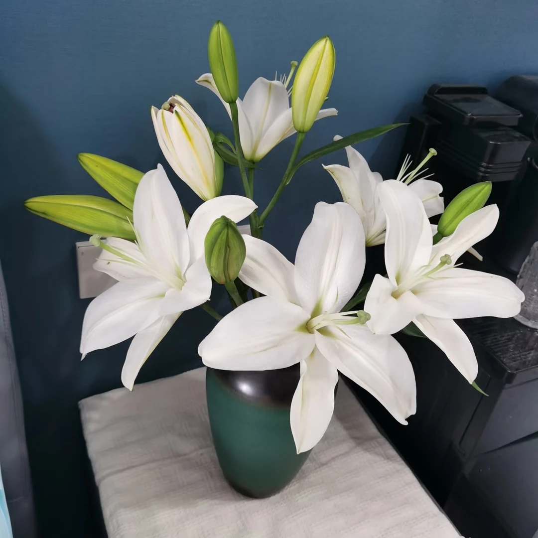 （白天霸）浓香白色香水百合东北基地直发鲜花漂亮养护包邮顺丰包邮