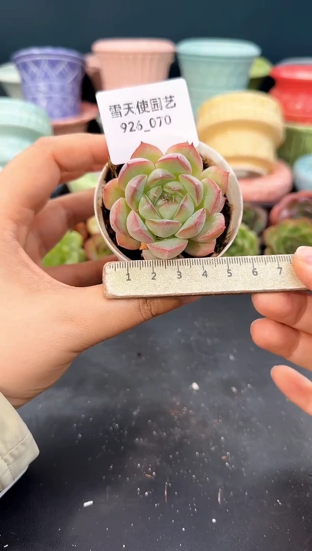 926-070青山（冠幅5cm）