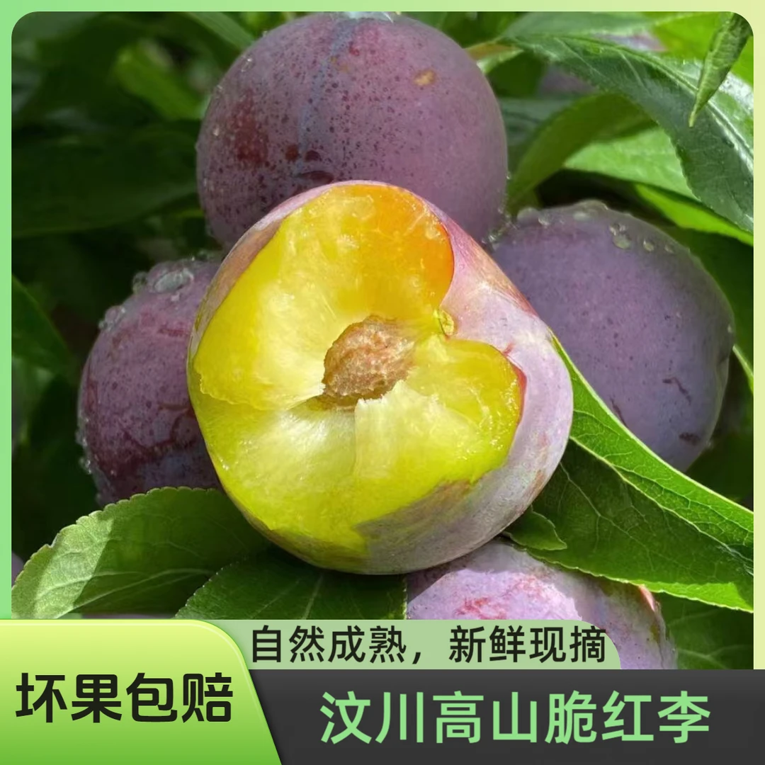 -京东快递 四川汶川高山红脆李脱骨李酸甜脆爽新鲜现摘现发