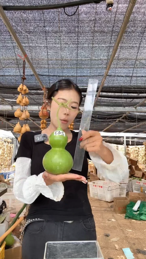 243天然葫芦摆件 一物一拍龙头不保售后