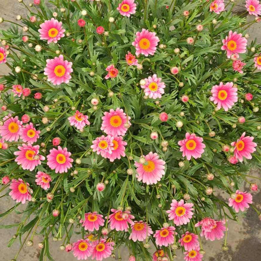 玛格丽特可爱粉盆栽